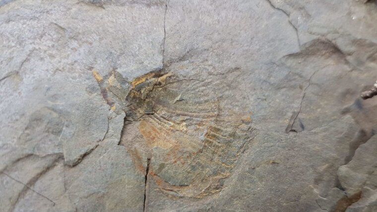 Fossil